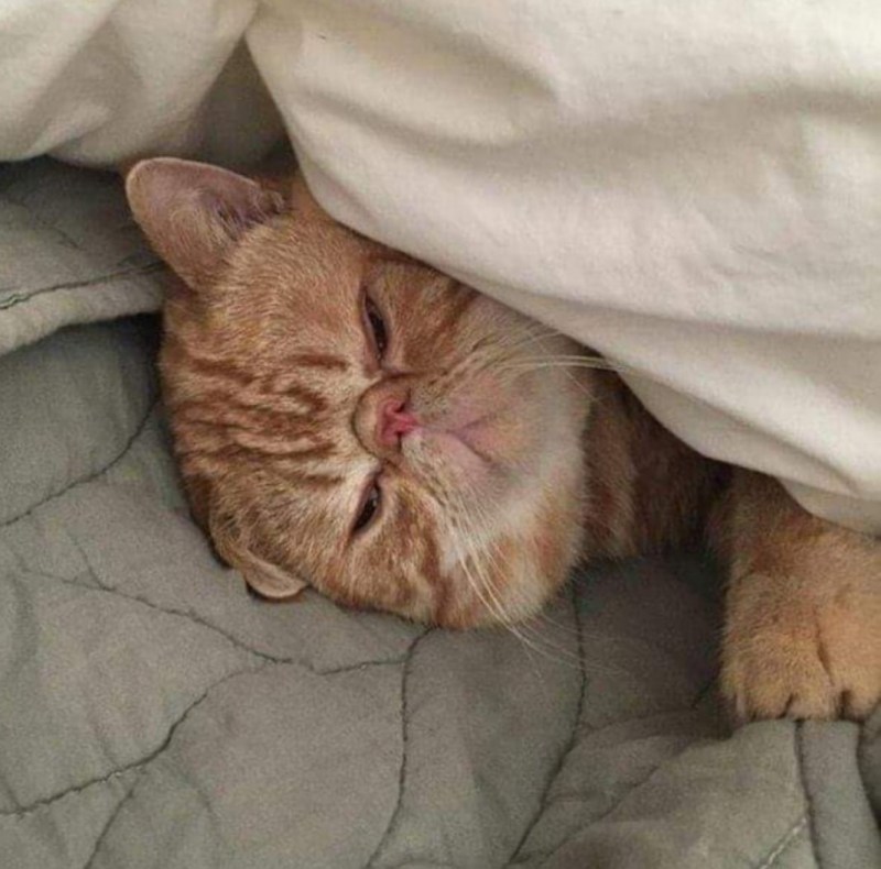 Коты просыпаются