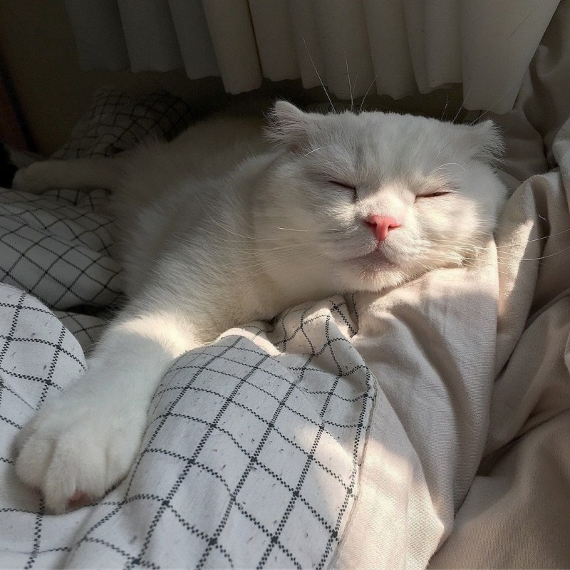 Коты просыпаются