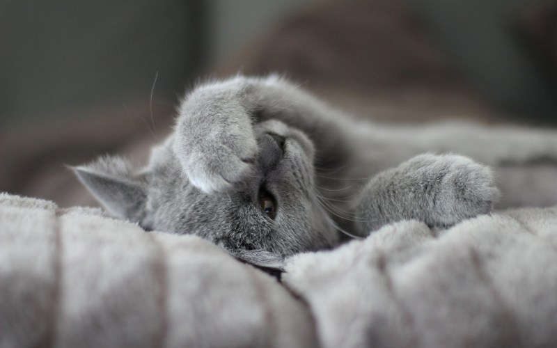 Котенок спит