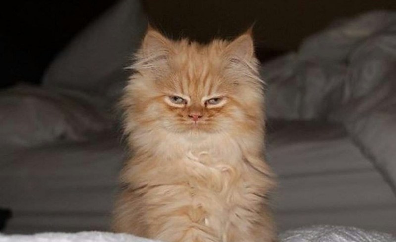 Котенок только проснулся