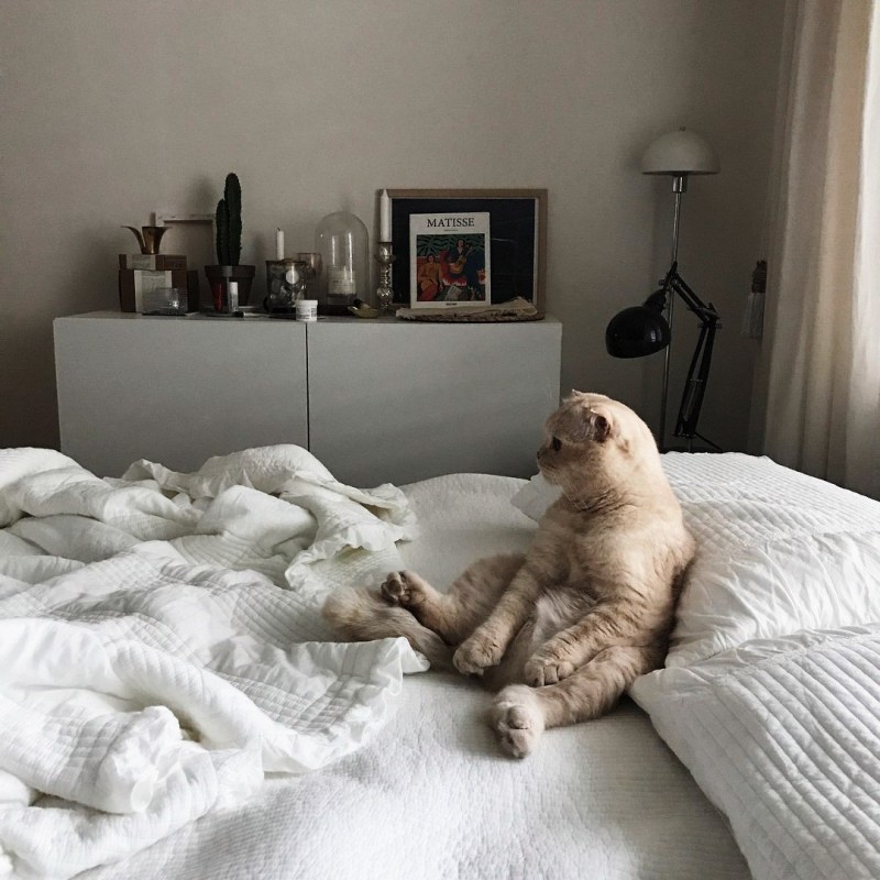 Утренние коты