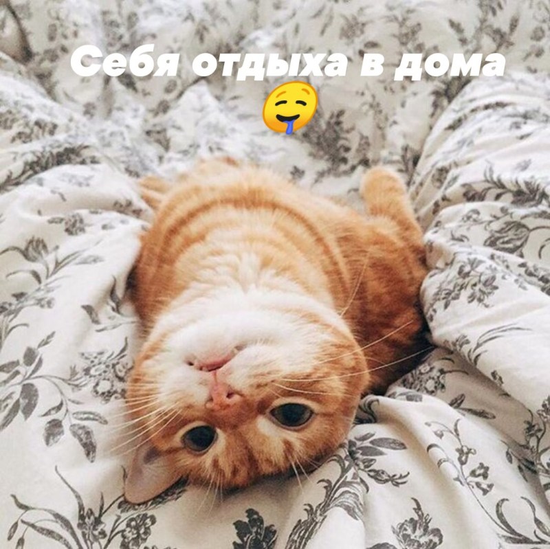 Котик утро