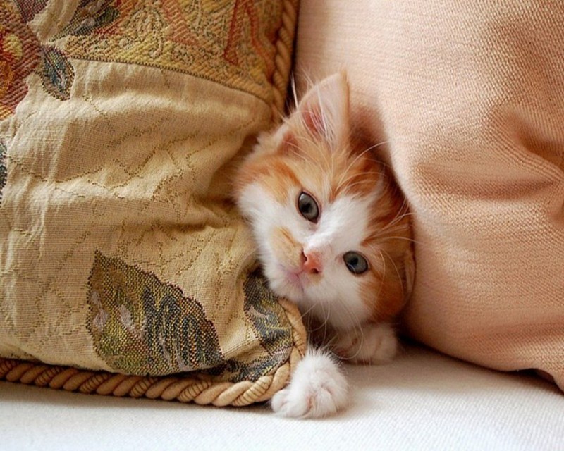 Утренний котёнок