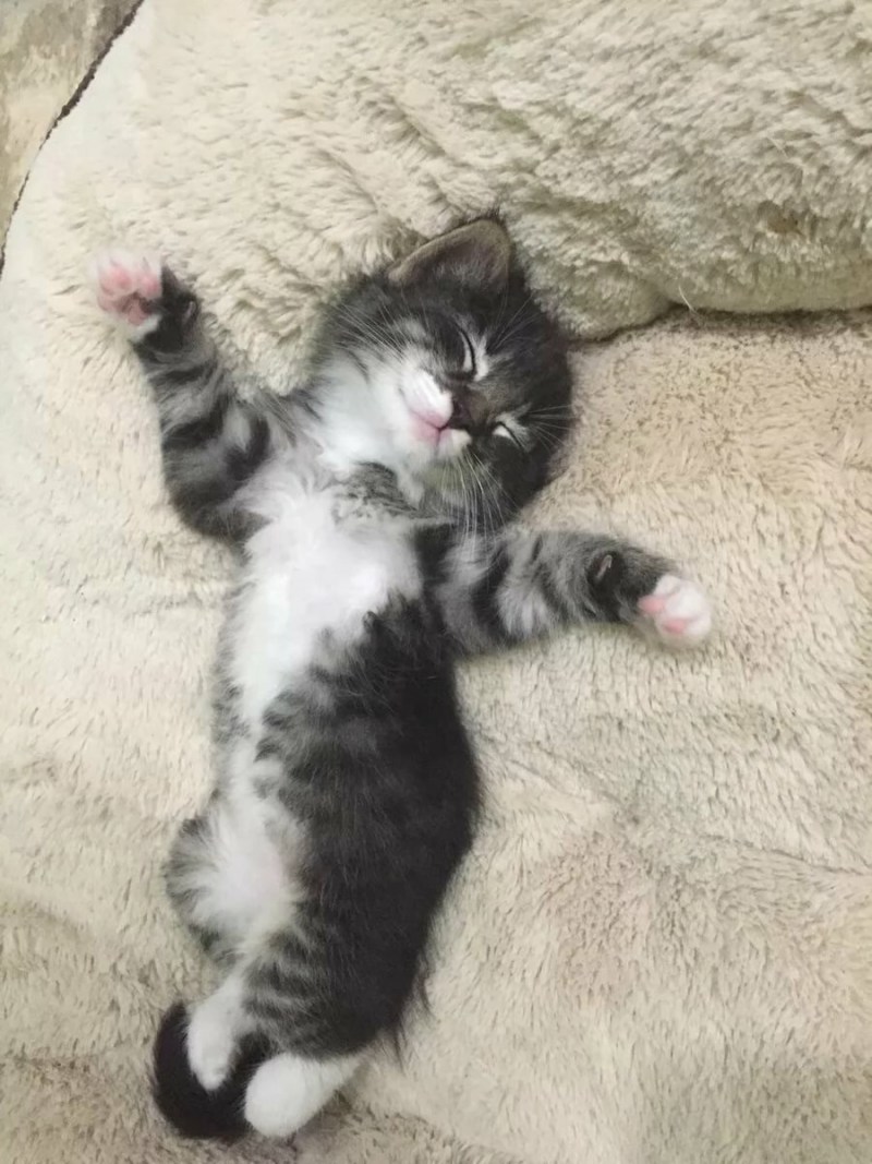 Спящие котята смешные