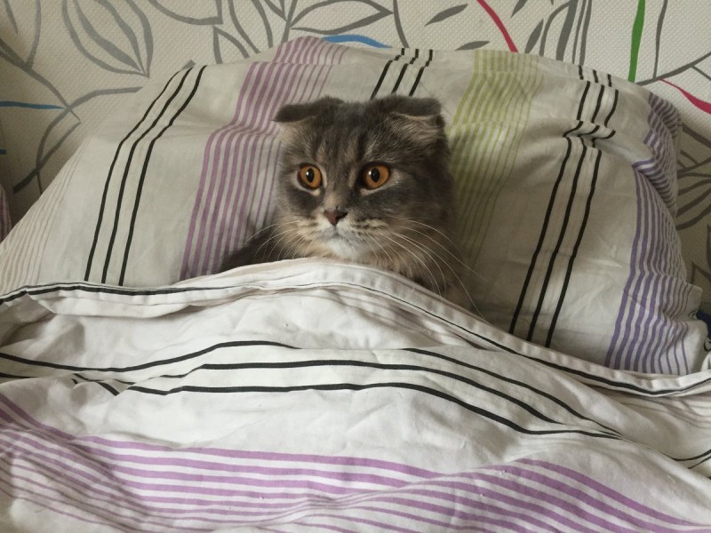 Не проснувшийся кот