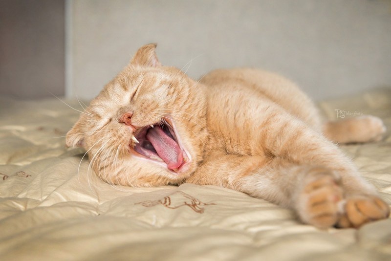 Коты просыпаются