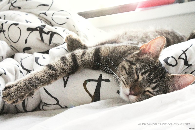 Утренний котик