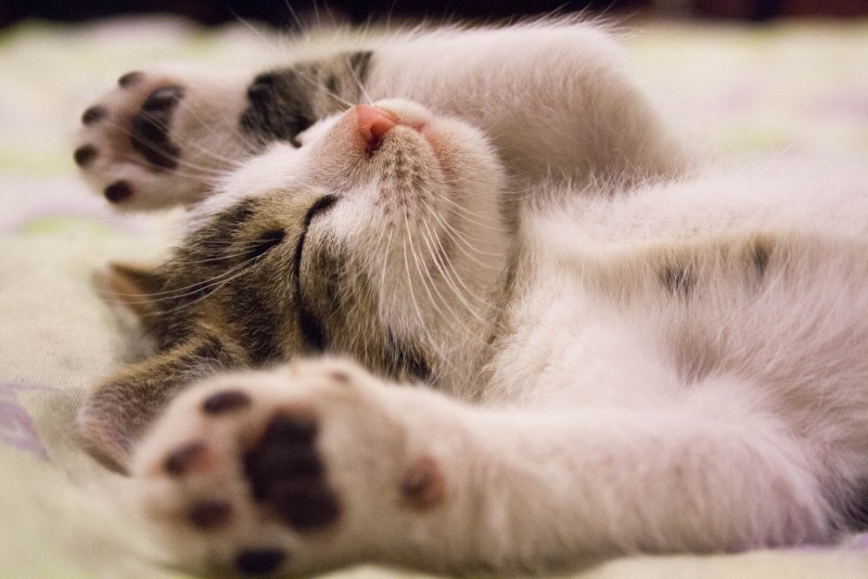 Котенок лежит
