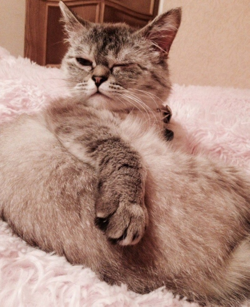 Кошка проснулась