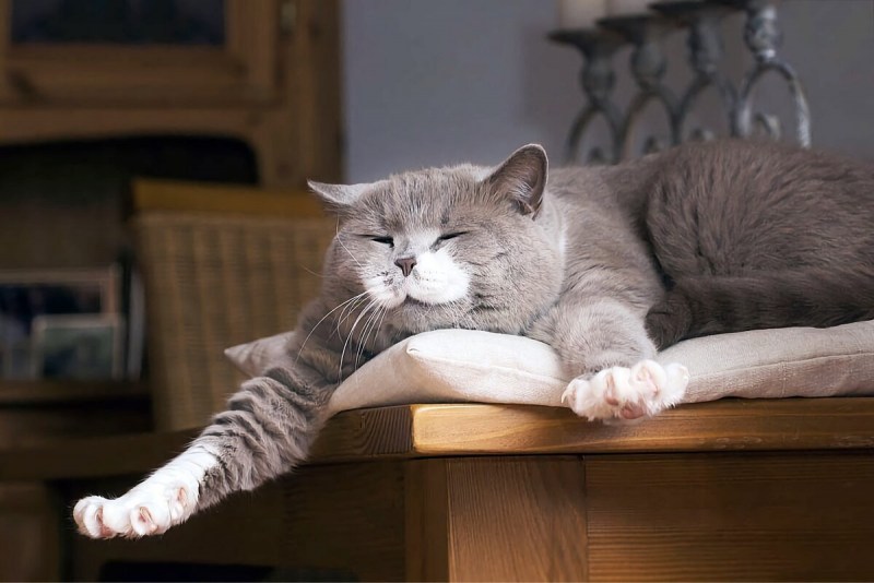 Котик подтягивается