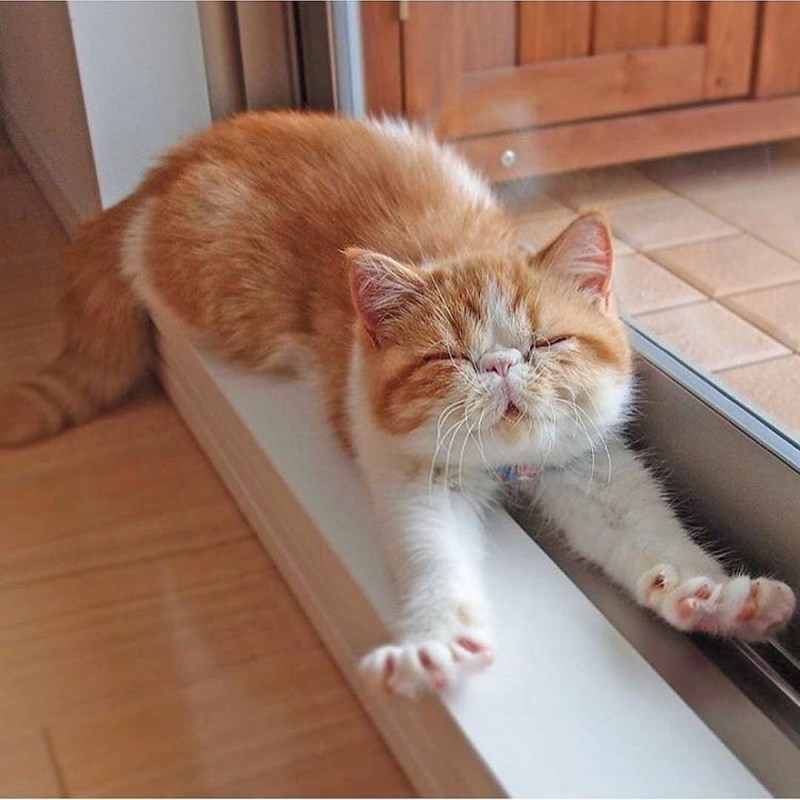 Котик потягушки
