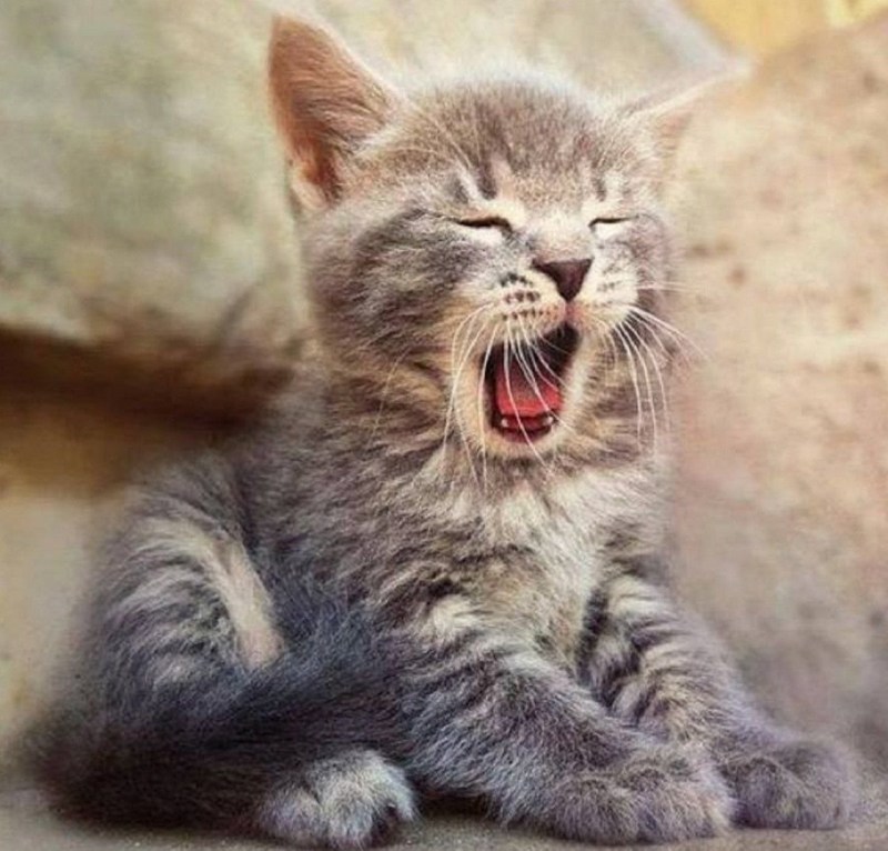 Котенок проснулся