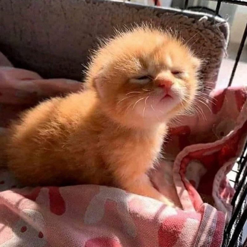 Кот просыпается солнце