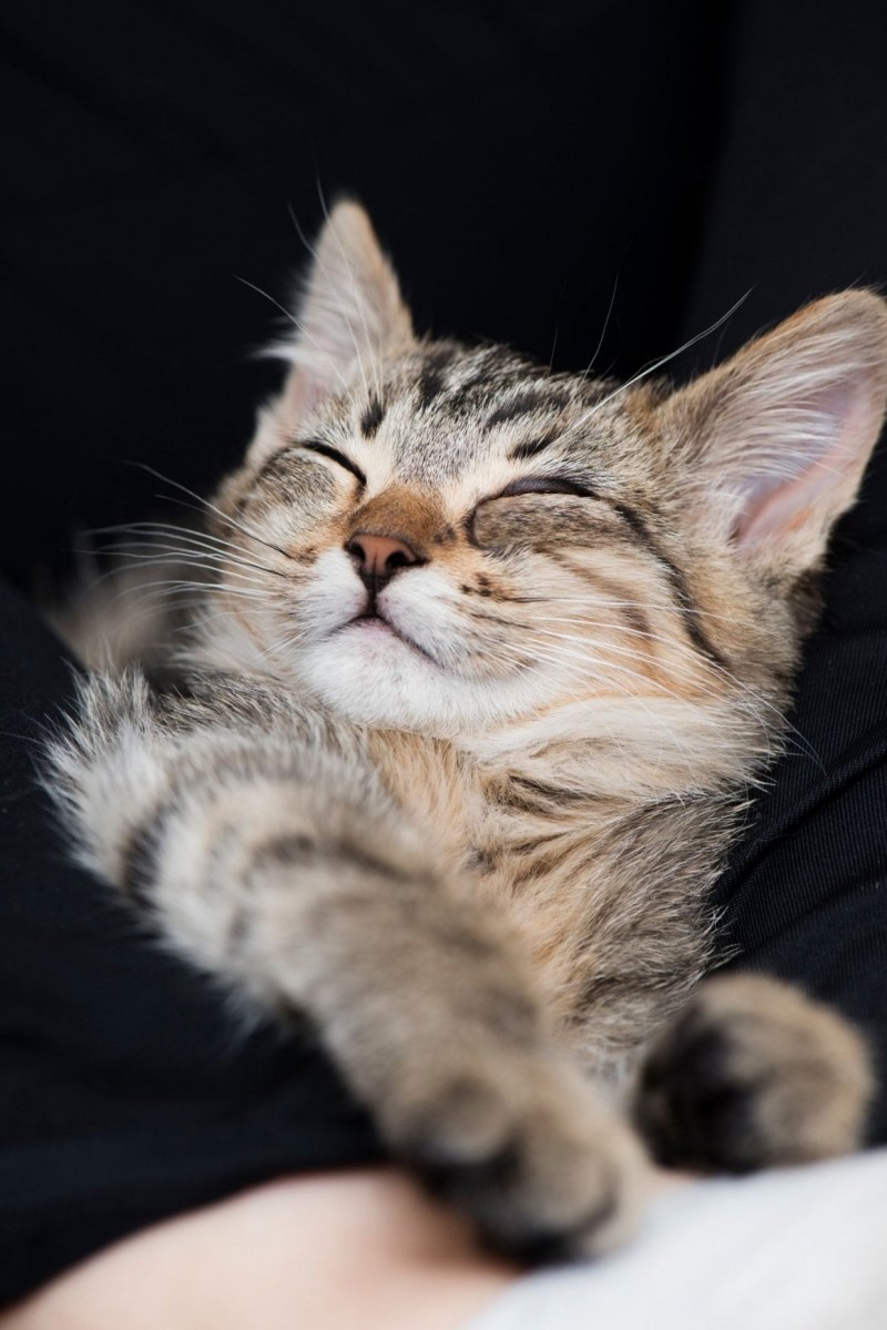 Кот потягивается