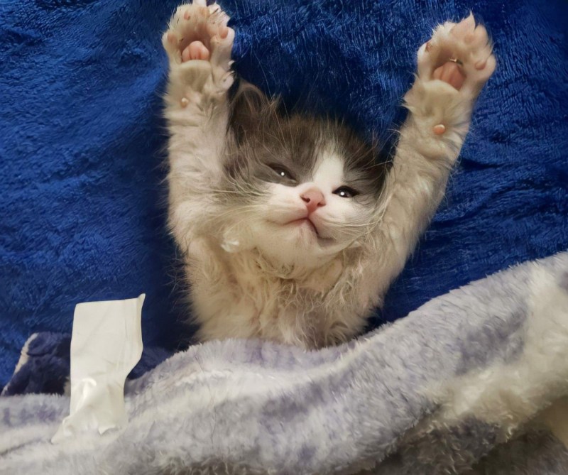 Ура котик