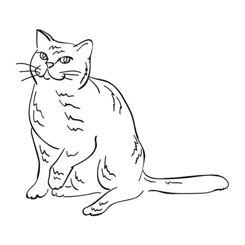 Кошка раскраска для детей