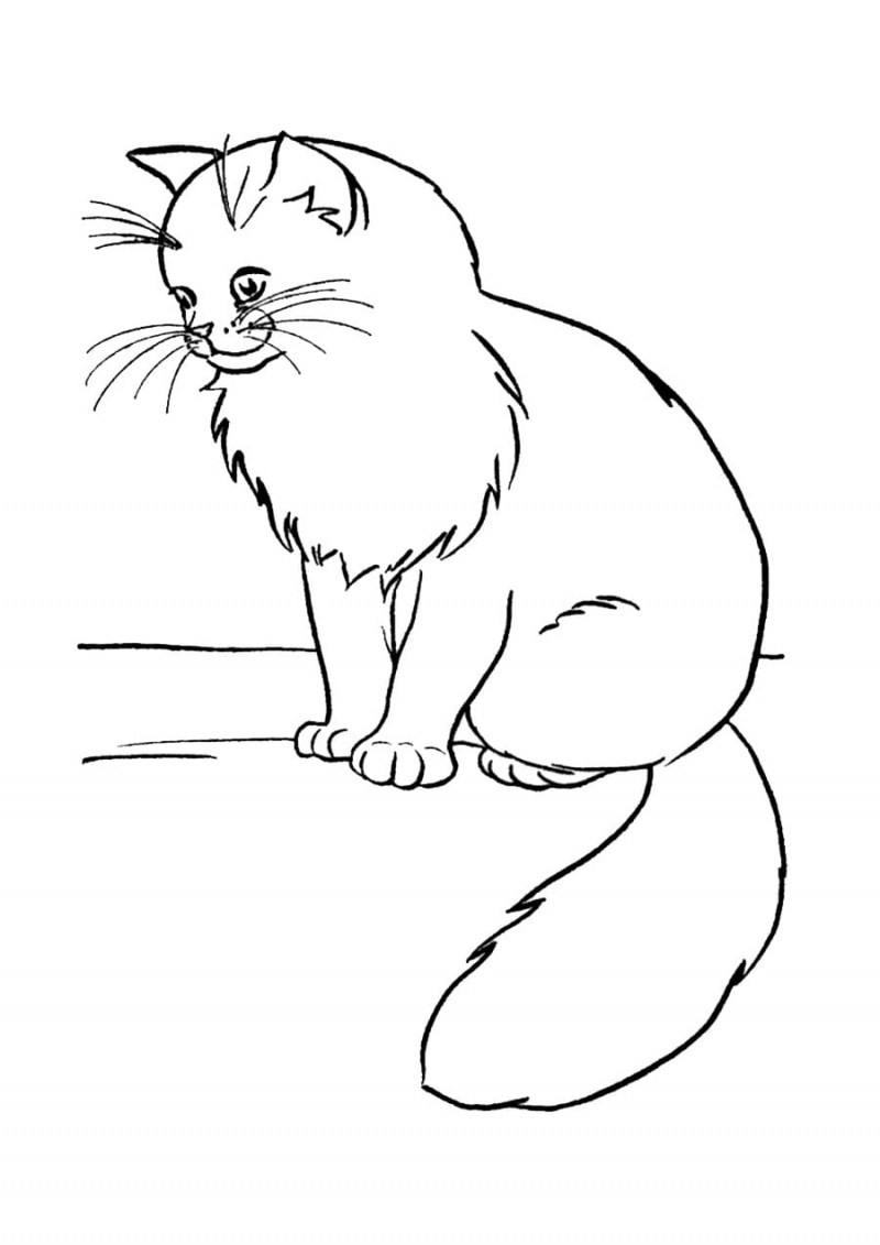 Котенок. Раскраска