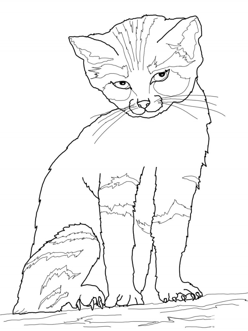 Кошка раскраска для детей