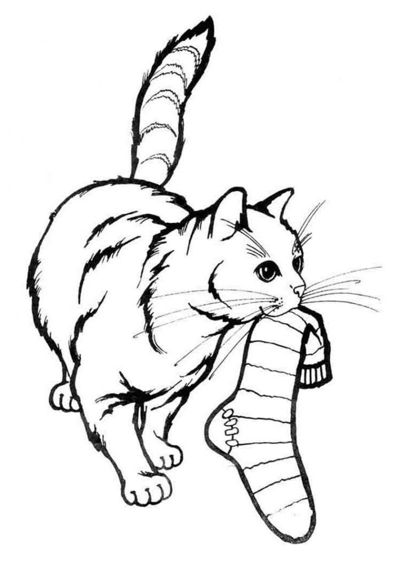 Раскраска кот
