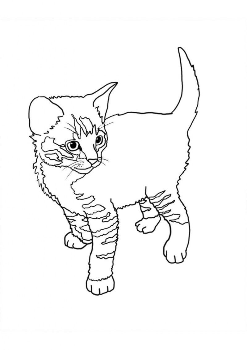 Раскраска кот