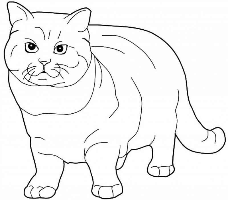 Раскраска кошка с котятами