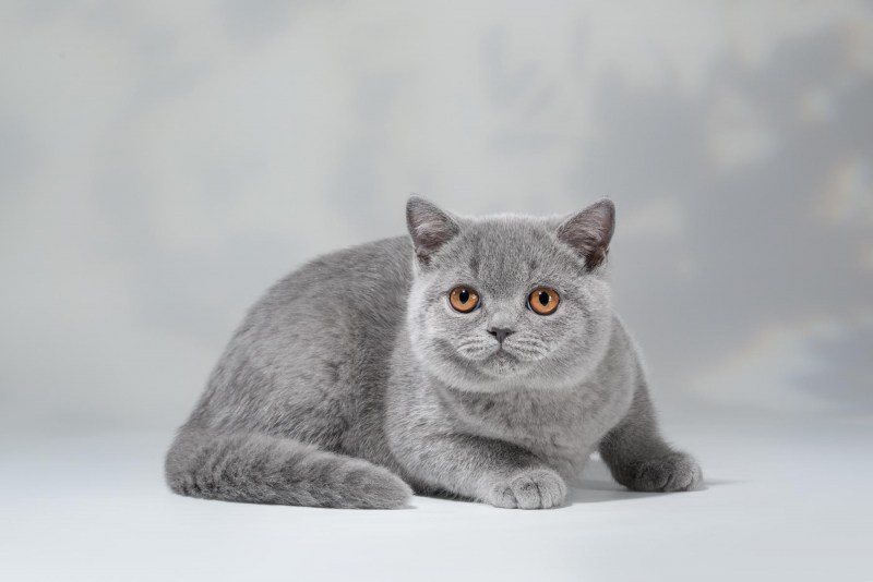 Сибирская короткошерстная кошка серая