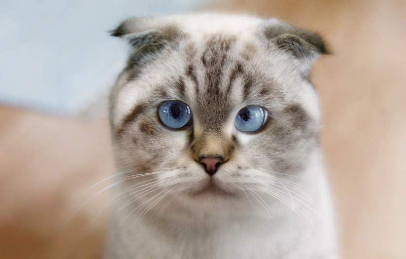 Британский короткошерстный кот толстый