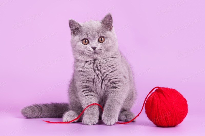 Косоглазый кот белорус
