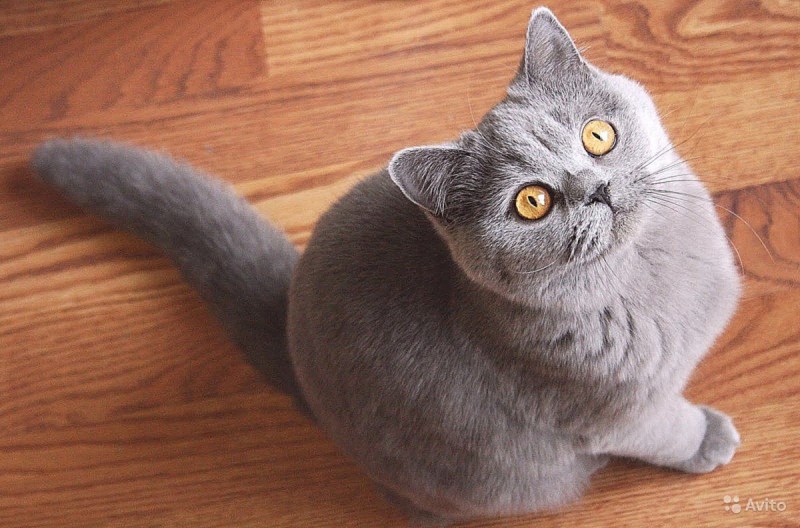Британская прямоухая кошка