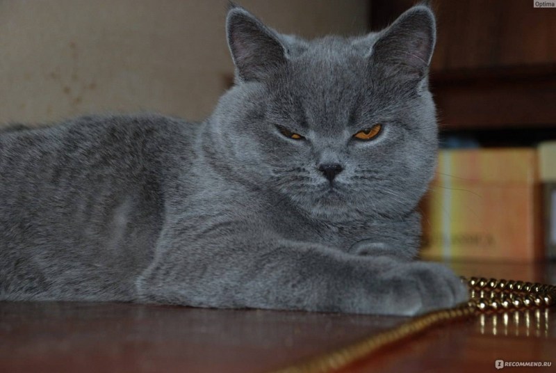 Британский короткошерстный кот толстый
