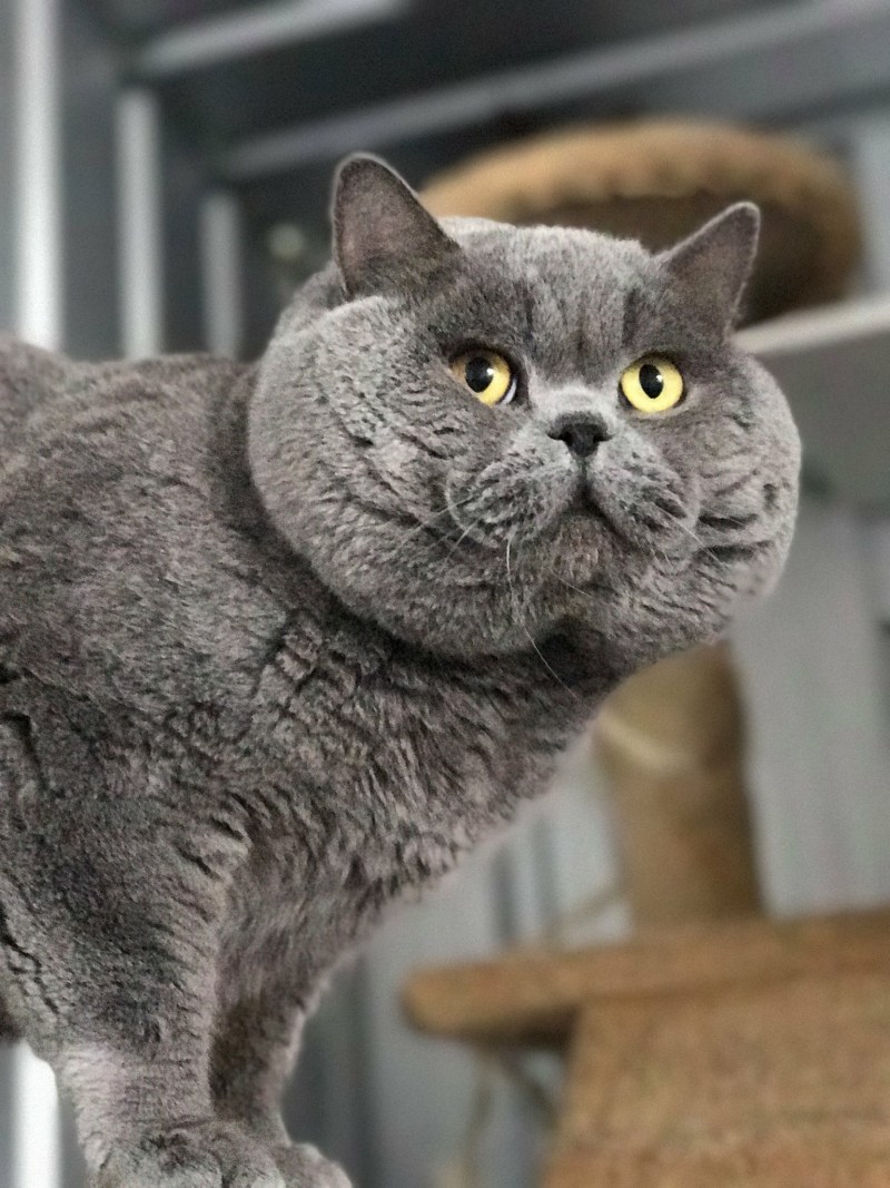 Шотландская вислоухая скоттиш фолд голубоглазый