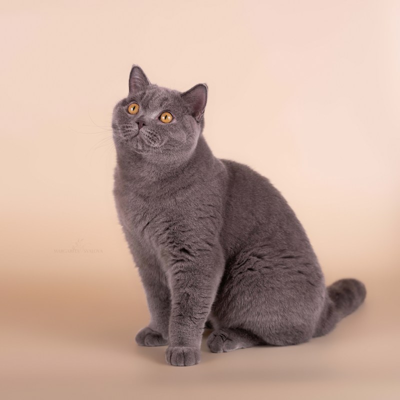 Британский кот без шерсти