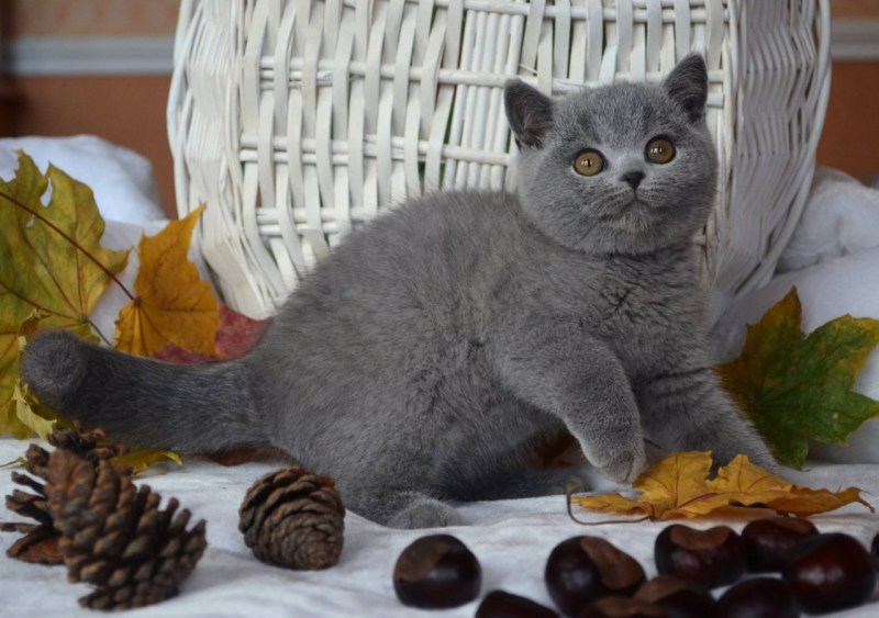 Кот британец Смоки
