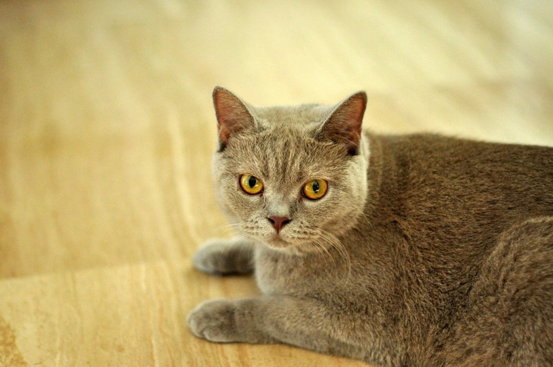 Британская кошка