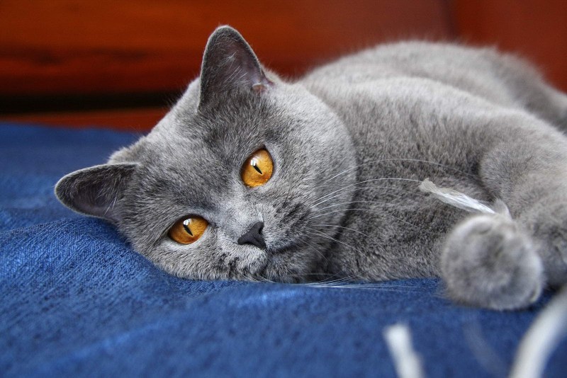 Шотландская прямоухая короткошерстная скоттиш-страйт