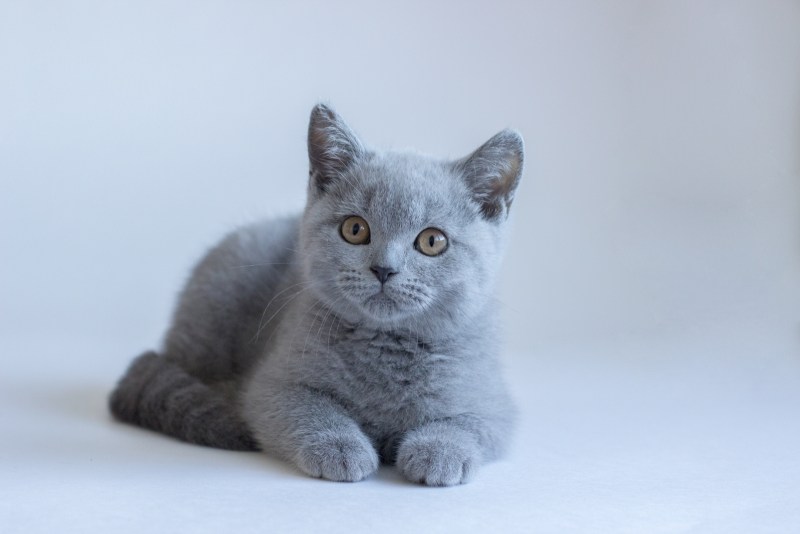 Британский кот Иглесиас