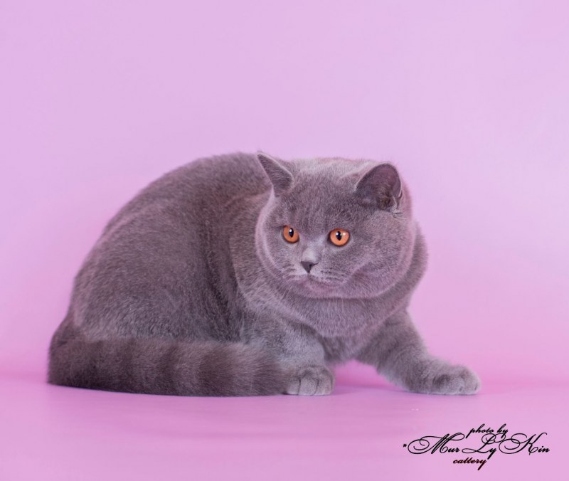 Шотландский скоттиш страйт серый