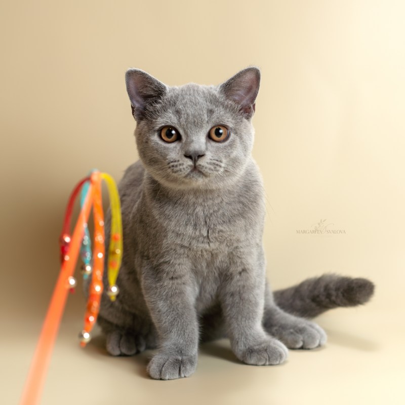 Нарисовать кошку британской породы
