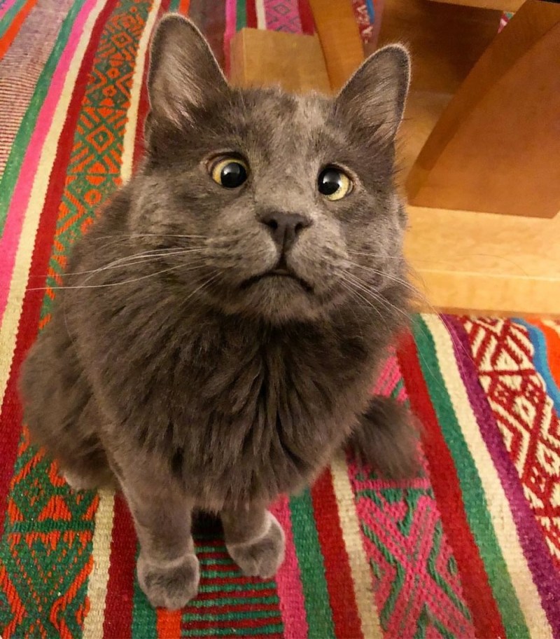 Британские котята девочки