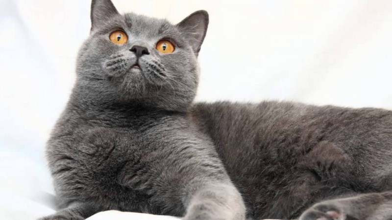 Британская короткошёрстная кошка фото