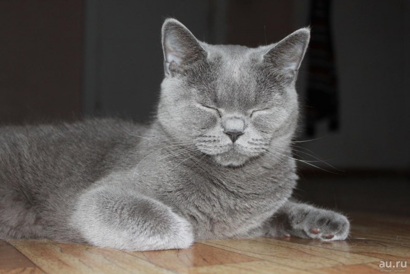 Вислоухий котёнок шотландский Джои