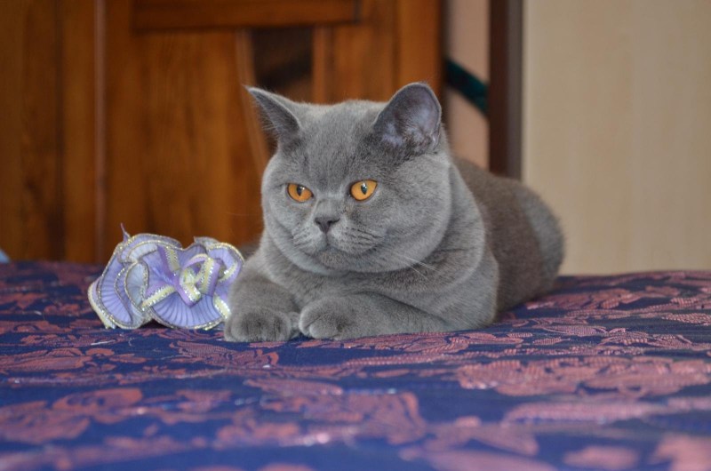 Британский котенок 2 месяца