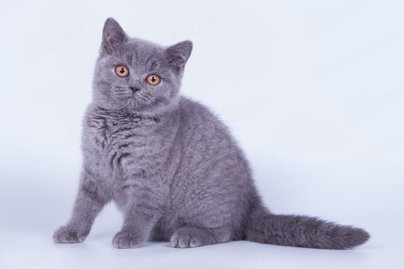 Вязка британских кошек