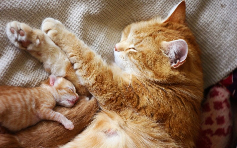 Мама кошка и котенок