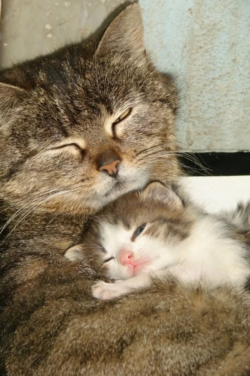 Звук кошки мамы котятам. Мама кошка. Кошка с котятами. Котята с мамой. Котик с мамой.