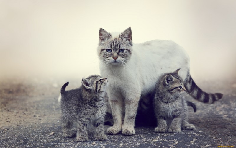 Кошка с котятами
