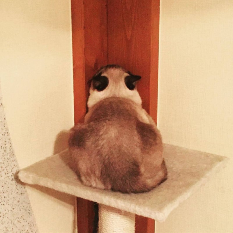 Обиженные котики