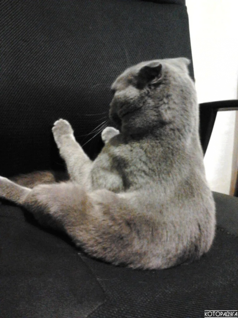 Обиженная кошка