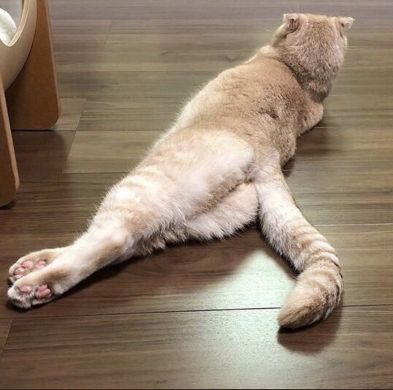 Котенок обиделся