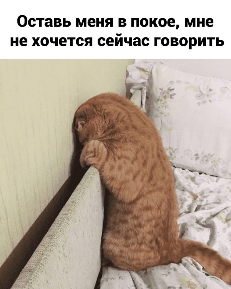 Кот обиделся